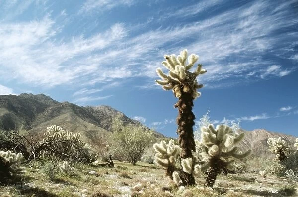 Cactus FG 1454 Teddy Bear Cholla, Anza Borrego desert California USA. Opuntia bigelowii © Francois Gohier  /  ARDEA LONDON