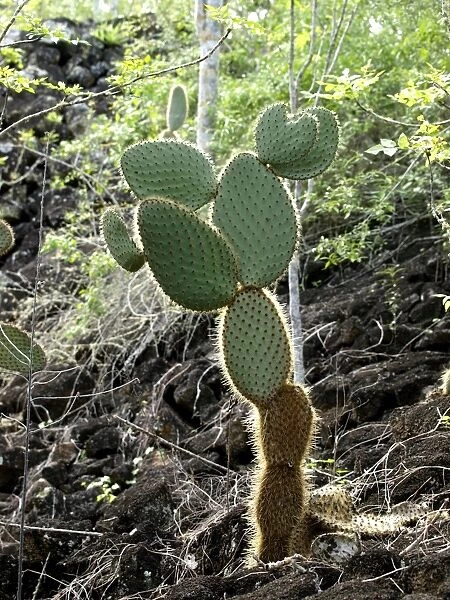 Cactus - Galapagos - Ecuador