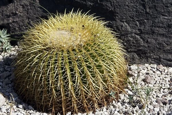 Cactus - Golden Barrel in park - Nice - France