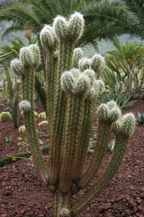 Framed Print : Cactus - Jardin de la Marquesa Botanical Gardens - the cactus garden of Gran Canaria. February Framed Print : Cactus - Jardin de la Marquesa Botanical Gardens - the cactus garden of Gran Canaria. February