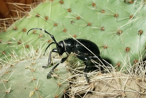 Cactus Longhorn Beetle Deserts, Western USA