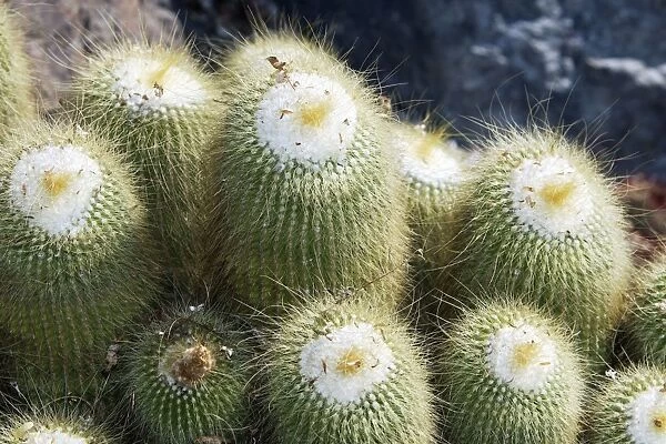 Cactus - Notocactus leninghausii