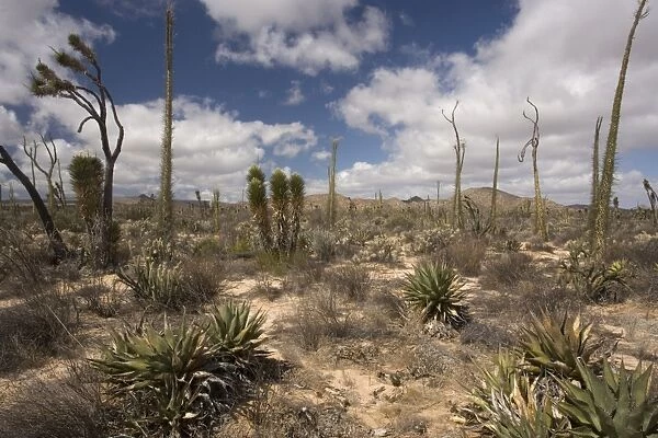 The cactus-rich part of the Sonoran desert on the west side of Baja California