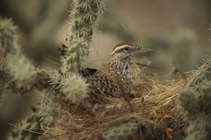 Framed Print : Cactus Wren - In Cholla cactus (Opuntia spp. )-Often nests in cactus to avoid predators-Builds globular nests with sticks and grass-Largest wren-Found in open-arid brushland or desert-Feeds on insects Framed Print : Cactus Wren - In Cholla cactus (Opuntia spp. )-Often nests in cactus to avoid predators-Builds globular nests with sticks and grass-Largest wren-Found in open-arid brushland or desert-Feeds on insects