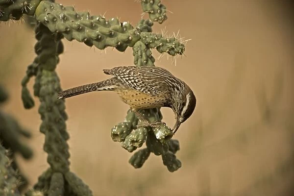 Cactus Wren - In Cholla cactus (Opuntia spp. )-Often nests in cactus to avoid predators-Builds globular nests with sticks and grass-Largest wren-Found in open-arid brushland or desert-Feeds on insects