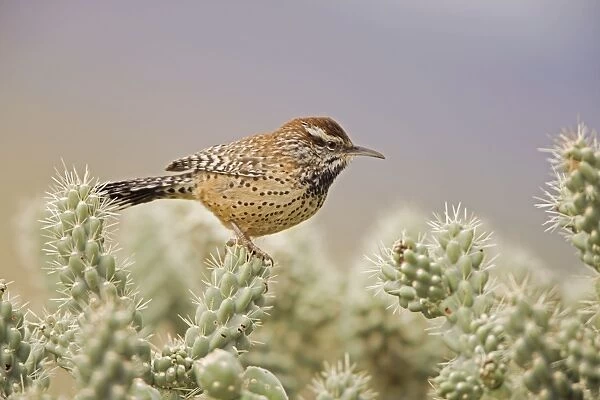Cactus Wren - In Cholla cactus (Opuntia spp. )-Often nests in cactus to avoid predators-Builds globular nests with sticks and grass-Largest wren-Found in open-arid brushland or desert-Feeds on insects