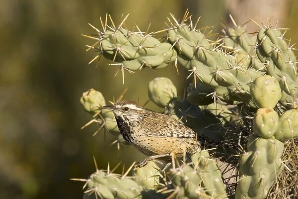 Cactus Wren - At the entrance to its nest which