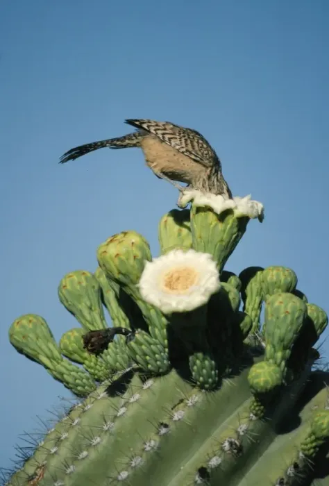 Framed Print : Cactus Wren FG 4403 On a Saguaro Campylorhynchus brunneicapillus © Francois Gohier / ARDEA LONDON Framed Print : Cactus Wren FG 4403 On a Saguaro Campylorhynchus brunneicapillus © Francois Gohier / ARDEA LONDON