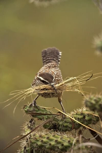 Cactus Wren - Gathering materials to build nest in Cholla cactus (Opuntia spp. )-Often nests in cactus to avoid predators-Builds globular nests with sticks and grass-Largest wren-Found in open-arid brushland or desert-Feeds on insects