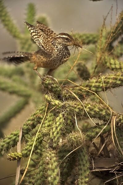 Cactus Wren -Gathering materials to build nest in Cholla cactus (Opuntia spp. )-Often nests in cactus to avoid predators-Builds globular nests with sticks and grass-Largest wren-Found in open-arid brushland or desert-Feeds on insects