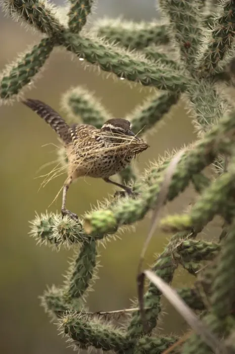 Framed Print : Cactus Wren - Gathering materials to build nest in Cholla cactus (Opuntia spp. )-Often nests in cactus to avoid predators-Builds globular nests with sticks and grass-Largest wren-Found in open-arid brushland or desert-Feeds on insects Framed Print : Cactus Wren - Gathering materials to build nest in Cholla cactus (Opuntia spp. )-Often nests in cactus to avoid predators-Builds globular nests with sticks and grass-Largest wren-Found in open-arid brushland or desert-Feeds on insects
