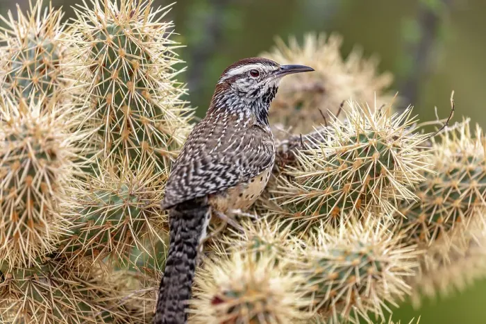 Framed Print : Cactus Wren nest building in teddy bear cholla at the Arizona Sonoran Desert Museum in Tucson, Arizona, USA Date: 08-03-2021 Framed Print : Cactus Wren nest building in teddy bear cholla at the Arizona Sonoran Desert Museum in Tucson, Arizona, USA Date: 08-03-2021