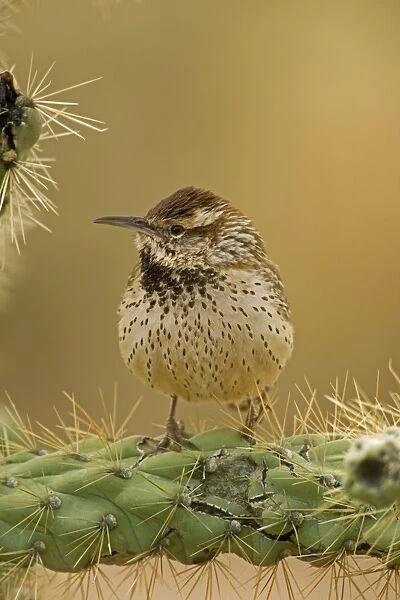 Cactus Wren - perched on Cholla cactus (Opuntia spp. )-Wet from winter rain storm -Often nests in cactus to avoid predators-Builds globular nests with sticks and grass-Largest wren-Found in open-arid brushland or desert-Feeds on insects