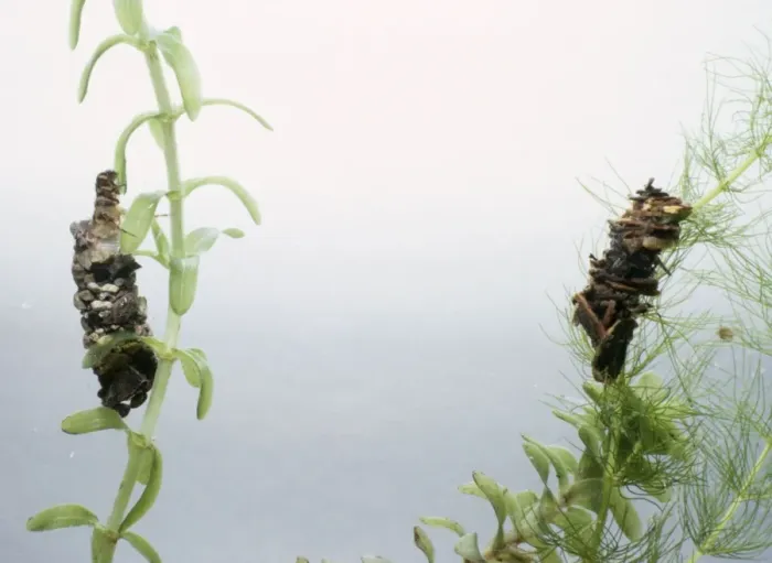 Framed Print : Caddis Fly Larvae Framed Print : Caddis Fly Larvae