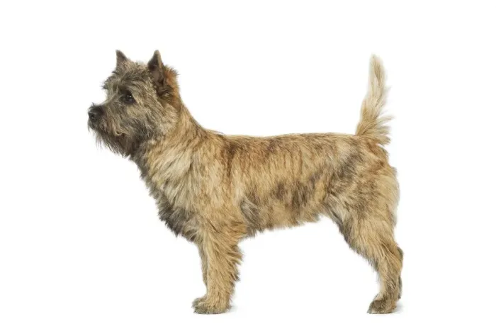 Framed Print : Cairn Terrier Framed Print : Cairn Terrier
