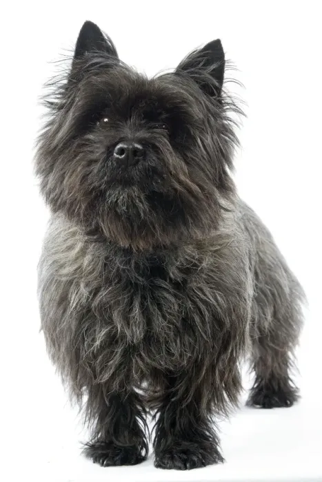 Framed Print : Cairn Terrier Dog Framed Print : Cairn Terrier Dog
