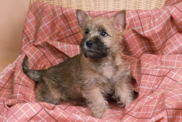 Framed Print : Cairn Terrier Dog Framed Print : Cairn Terrier Dog