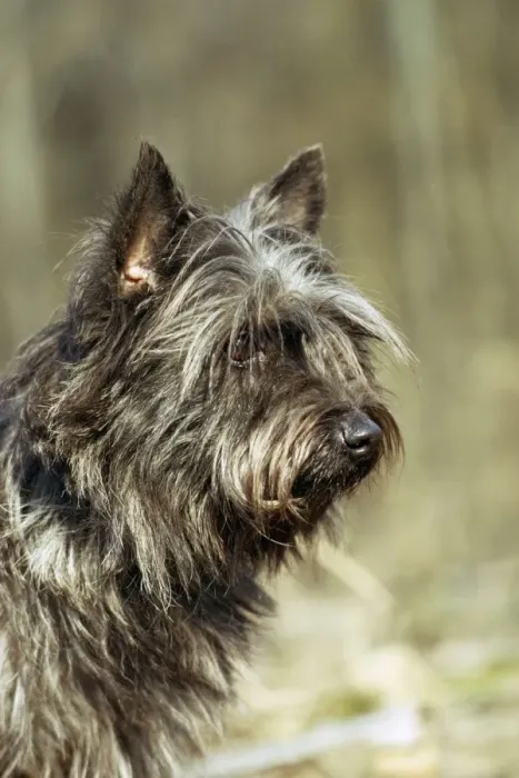 Framed Print : Cairn Terrier Dog JPF 156 © Jean-Paul Ferrero / ardea. com Framed Print : Cairn Terrier Dog JPF 156 © Jean-Paul Ferrero / ardea. com
