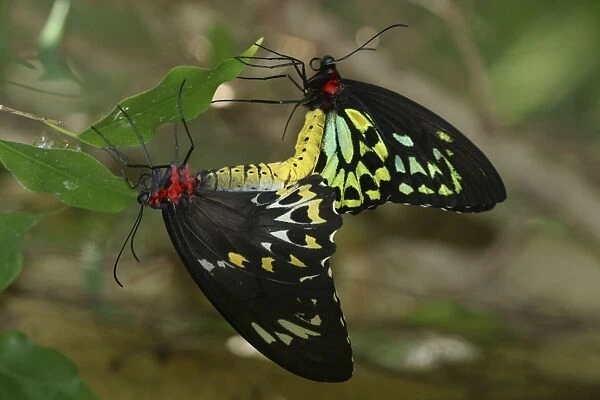 Cairns Birdwing Butterflies