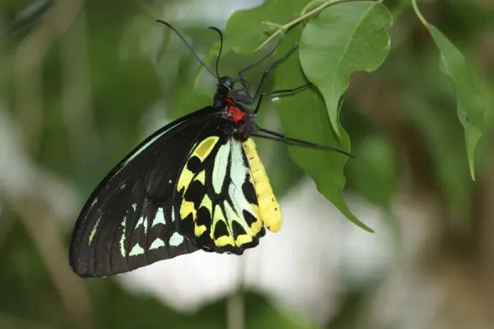 Framed Print : Cairns Birdwing Butterfly Framed Print : Cairns Birdwing Butterfly