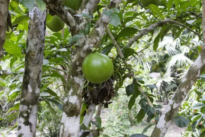 Framed Print : Calabash Tree - & fruit Amazon Peru Framed Print : Calabash Tree - & fruit Amazon Peru