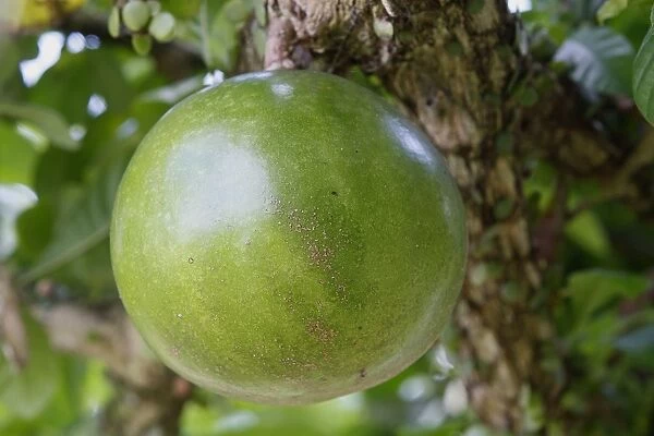 Calabash tree - gourd  /  fruit. Bali - Indonesia