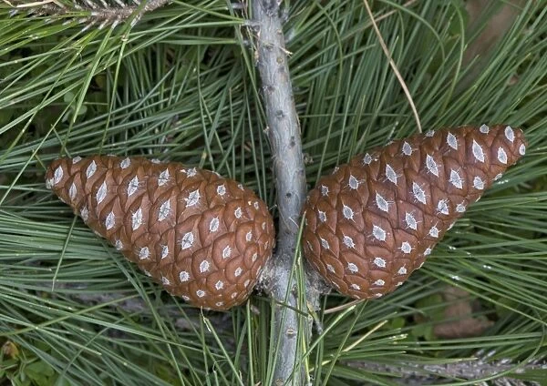 Calabrian pine, foliage and cones