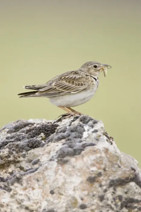Framed Print : Calandra Lark Framed Print : Calandra Lark