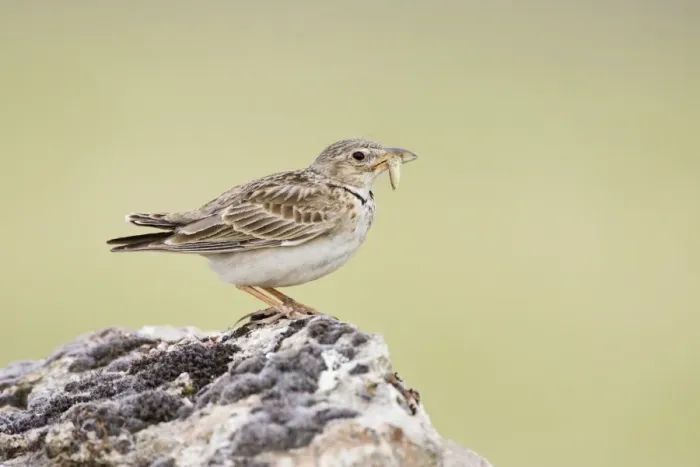 Framed Print : Calandra Lark Framed Print : Calandra Lark