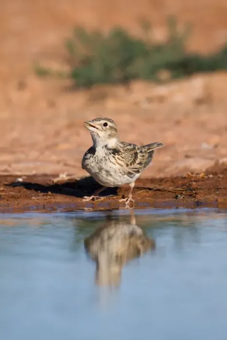 Framed Print : Calandra Lark - drinking from pool - Spain Framed Print : Calandra Lark - drinking from pool - Spain