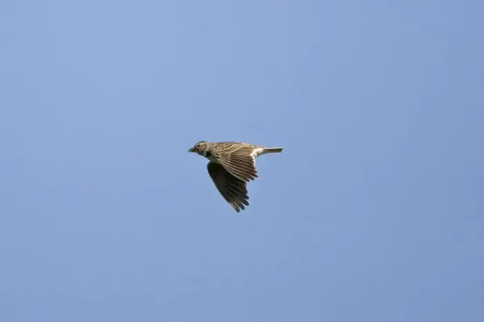 Framed Print : Calandra Lark in flight Spain September Framed Print : Calandra Lark in flight Spain September