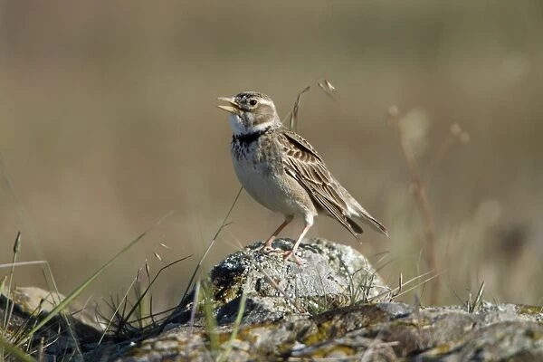 Calandra Lark - perched on stone singing, Herdade de Sao Marcos Great Bustard Reseve and NP, beside township Castro Verde, Alentejo, Portugal