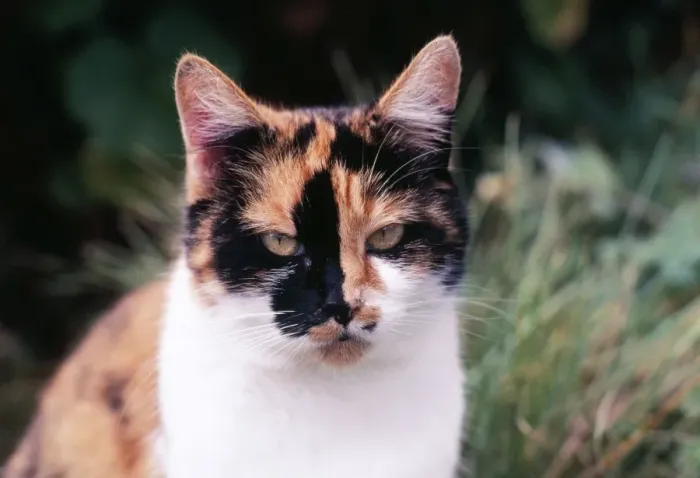 Framed Print : Calico Cat Framed Print : Calico Cat