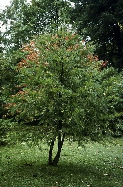 Califonia Nutmeg Tree