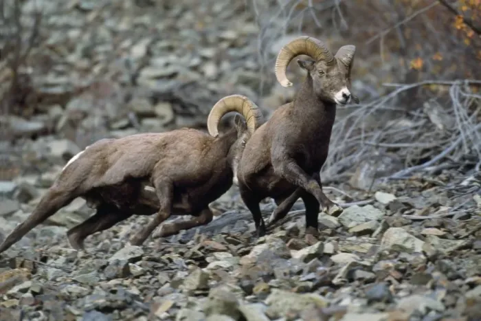 Framed Print : California Bighorn Sheep - rams dominance behavior Framed Print : California Bighorn Sheep - rams dominance behavior