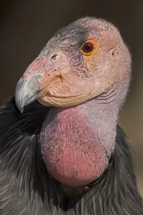 Framed Print : California Condor - controlled conditions - California - USA Framed Print : California Condor - controlled conditions - California - USA