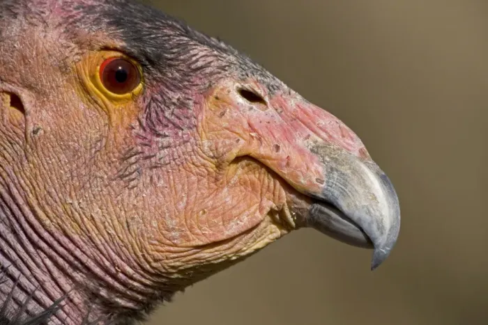 Framed Print : California Condor - controlled conditions - California - USA Framed Print : California Condor - controlled conditions - California - USA