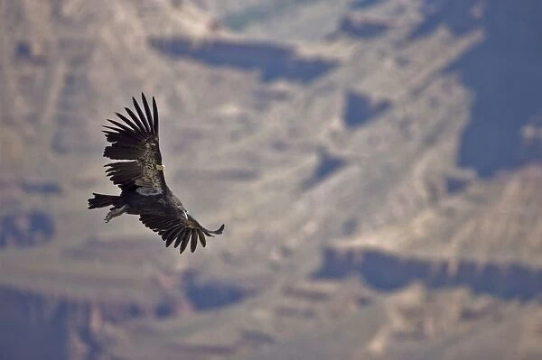 California Condor-Endangered species-first reintroduced to Arizona in 1996 -Now breeding in the wild in the Grand Canyon-Vermillion cliffs area-wing patches identify individuals-Individual shown is immature male raised in captivity-feed on freshly