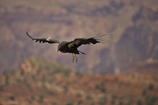California Condor-Endangered species-first reintroduced to Arizona in 1996 -Now breeding in the wild in the Grand Canyon-Vermillion cliffs area-wing patches identify individuals-Individual shown is immature male raised in captivity-feed on freshly
