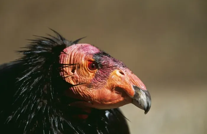 Framed Print : California Condor FG 11923 Gymnogyps californianus © Francois Gohier / ARDEA LONDON Framed Print : California Condor FG 11923 Gymnogyps californianus © Francois Gohier / ARDEA LONDON