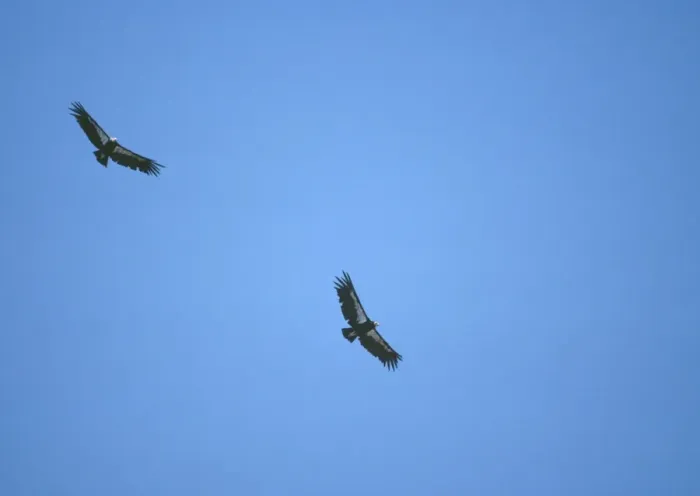 Framed Print : California Condor - Two in flight Framed Print : California Condor - Two in flight