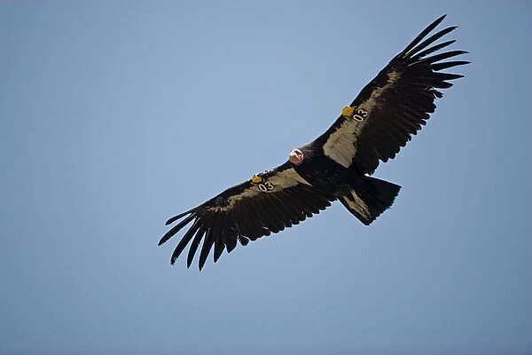 California Condor - In flight. Arizona-Endangered species-First reintroduced to Arizona in 1996 -Now breeding in the wild in the Grand Canyon-Vermillion cliffs area-Wing patches identify individuals-Feed on freshly killed carrion-Prefer carcasses of
