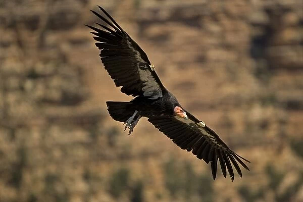California Condor - In flight - Arizona-Endangered species-First reintroduced to Arizona in 1996 -Now breeding in the wild in the Grand Canyon-Vermillion cliffs area-Wing patches identify individuals-Feeds on freshly killed carrion-Prefers carcasses