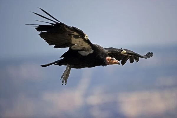 California Condor - In flight - Arizona-Endangered species-First reintroduced to Arizona in 1996 -Now breeding in the wild in the Grand Canyon-Vermillion cliffs area-Wing patches identify individuals-Feeds on freshly killed carrion-Prefers carcasses