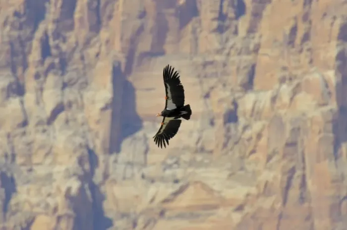 Framed Print : California Condor - in flight near the Vermillion Cliffs - eastern end of Grand Canyon National Park - Arizona - USA _C3A0699 Framed Print : California Condor - in flight near the Vermillion Cliffs - eastern end of Grand Canyon National Park - Arizona - USA _C3A0699