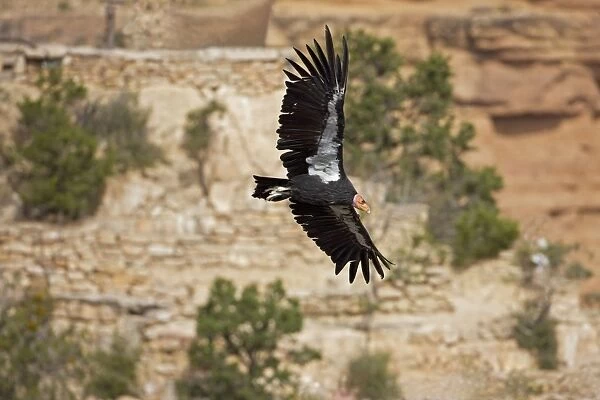 California Condor - In flight showing tags - Utah - USA