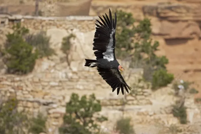 Framed Print : California Condor - In flight showing tags - Utah - USA Framed Print : California Condor - In flight showing tags - Utah - USA