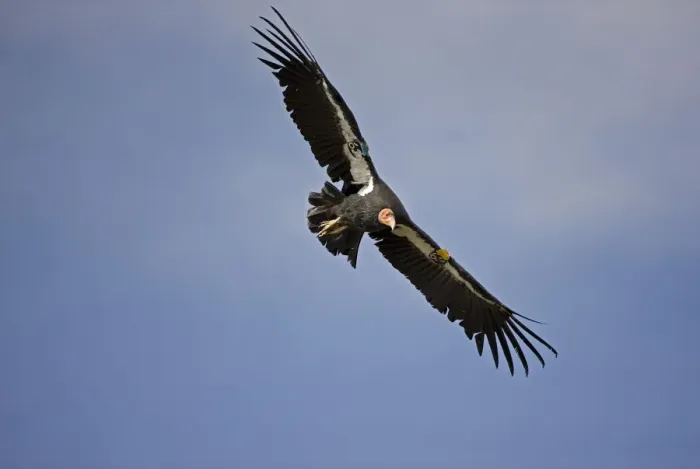 Framed Print : California Condor - Immature male in flight showing tags - Utah - USA Framed Print : California Condor - Immature male in flight showing tags - Utah - USA