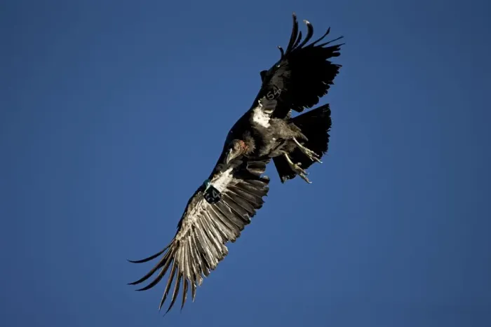 Framed Print : California Condor - Immature male in flight showing tags - Utah - USA Framed Print : California Condor - Immature male in flight showing tags - Utah - USA