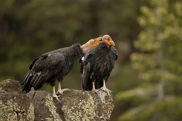 Framed Print : California Condor - On rock calling - Utah - USA Framed Print : California Condor - On rock calling - Utah - USA